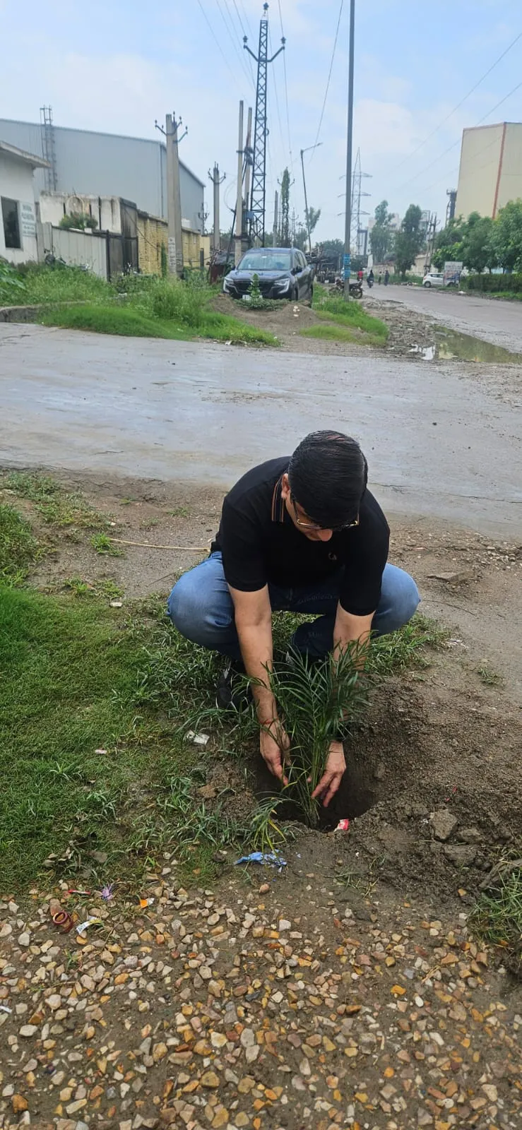 Tree plantation